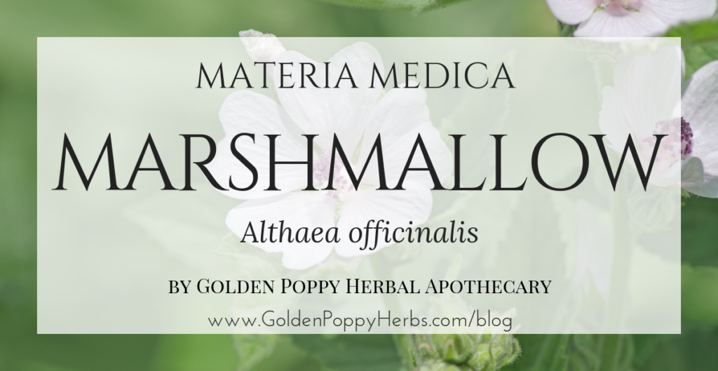 Marshmallow Golden Poppy